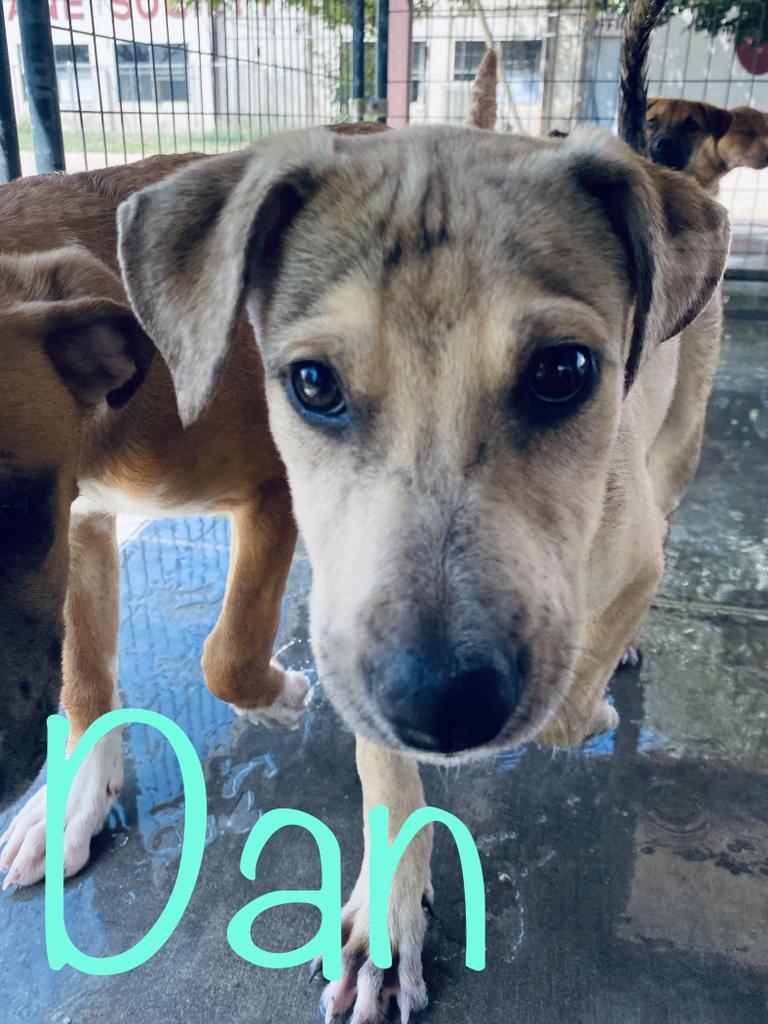 Dan, an adoptable Rhodesian Ridgeback, German Shepherd Dog in Big Spring, TX, 79720 | Photo Image 2