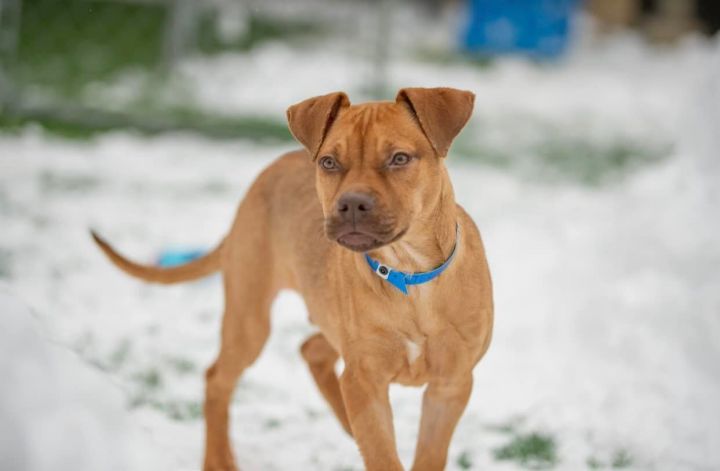 Toby *HERE IN NH*, an adoptable Mixed Breed in Northwood, NH_image-1