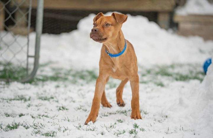 Toby *HERE IN NH*, an adopted Mixed Breed in Northwood, NH_image-5