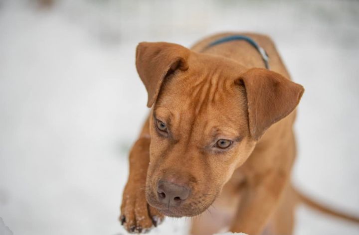 Toby *HERE IN NH*, an adopted Mixed Breed in Northwood, NH_image-6