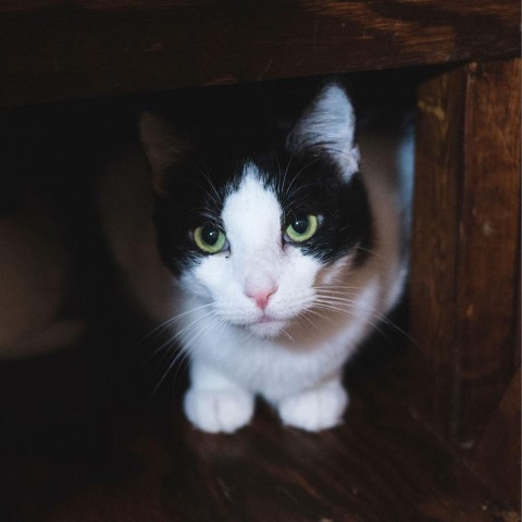 Tiki, an adoptable Domestic Short Hair in Port Richey, FL, 34668 | Photo Image 1