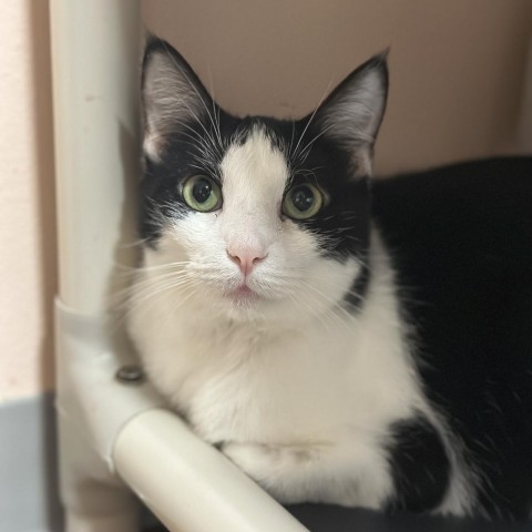 Tiki, an adoptable Domestic Short Hair in Port Richey, FL, 34668 | Photo Image 1