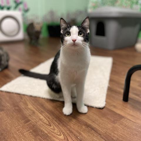 Tiki, an adoptable Domestic Short Hair in Port Richey, FL, 34668 | Photo Image 4