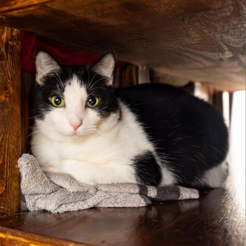 Tiki, an adoptable Domestic Short Hair in Port Richey, FL, 34668 | Photo Image 4