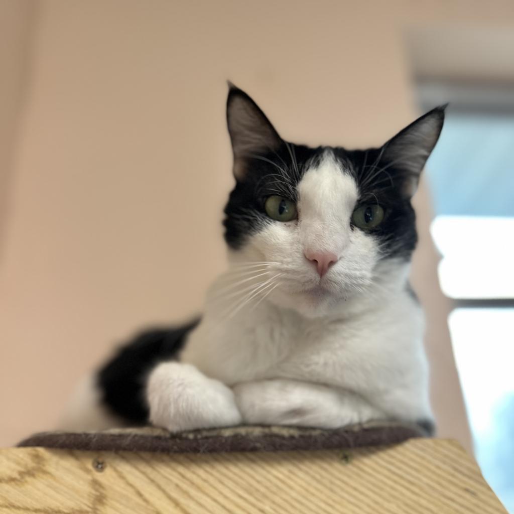 Tiki, an adoptable Domestic Short Hair in Port Richey, FL, 34668 | Photo Image 4