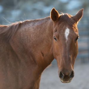 Rosie, Senior Female unknown