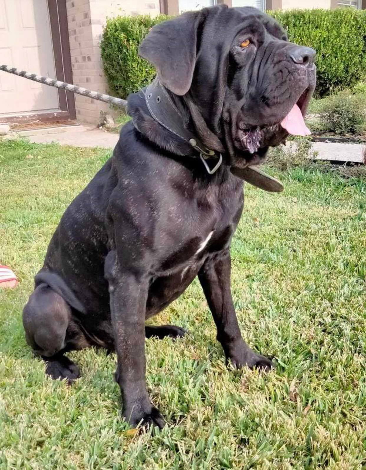 Neapolitan mastiff hot sale cane corso