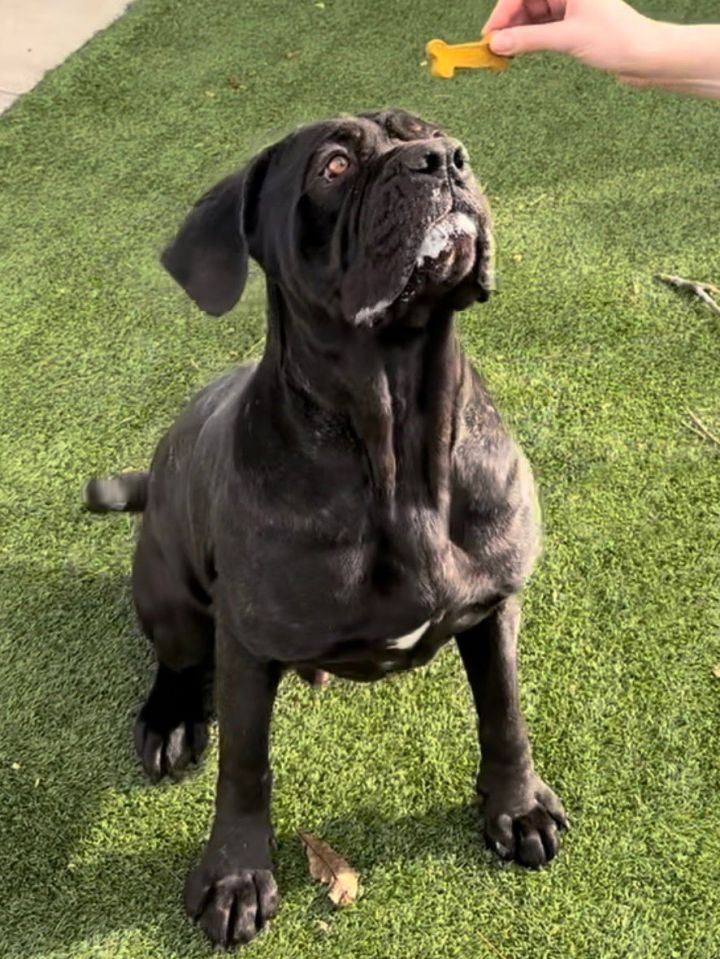 Cane corso mix store with neapolitan mastiff