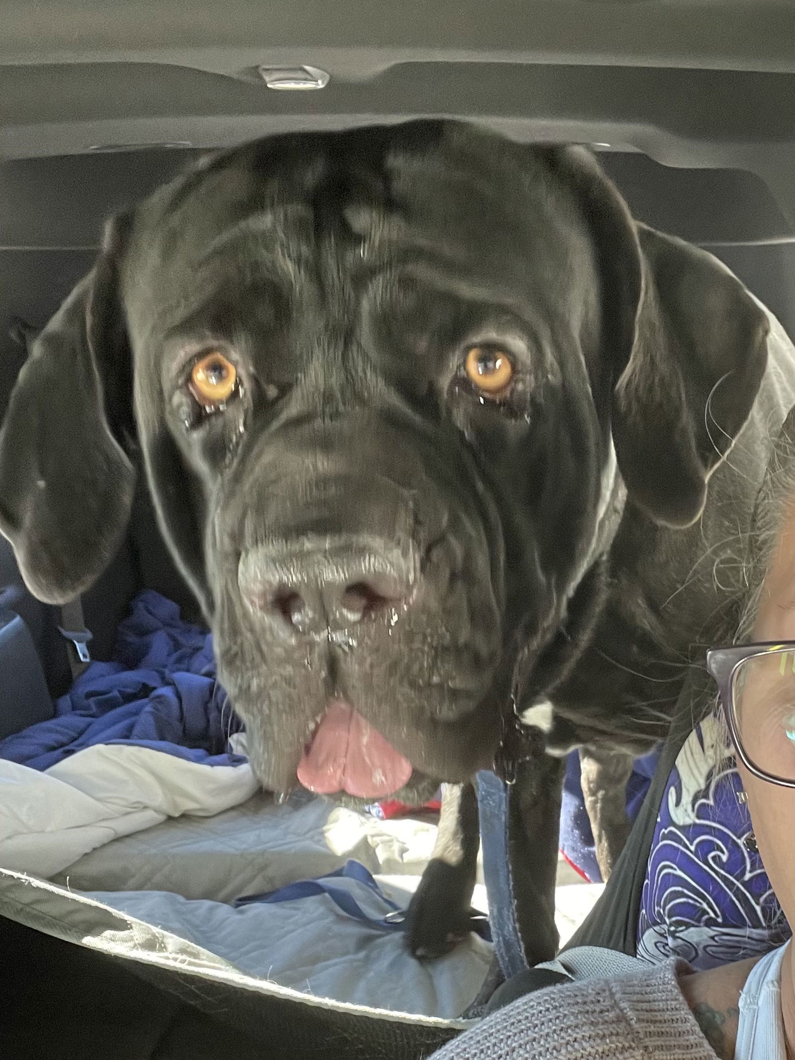 Armando, an adoptable Neapolitan Mastiff, Cane Corso in Saint Charles, MO, 63301 | Photo Image 3