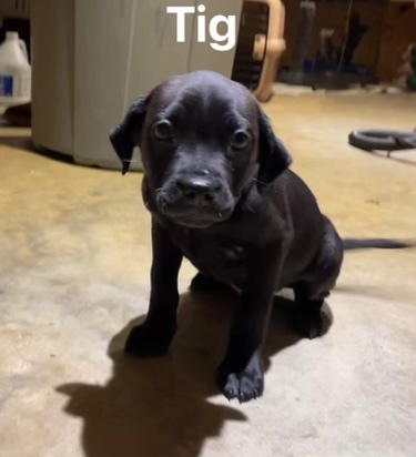 Tig , an adopted Labrador Retriever Mix in Willington, CT_image-2