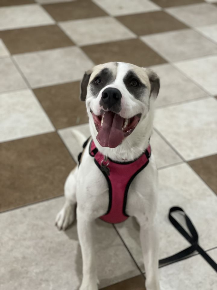 Angel, an adoptable Anatolian Shepherd & Pit Bull Terrier Mix in Springfield, MO_image-1