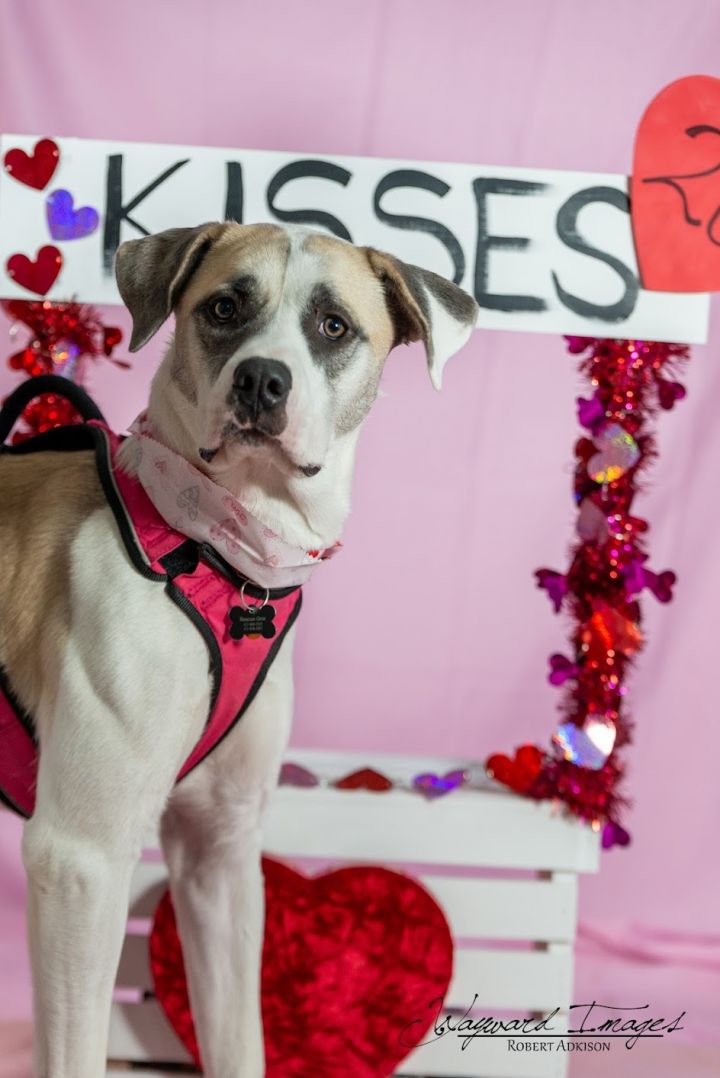 Angel, an adoptable Anatolian Shepherd & Pit Bull Terrier Mix in Springfield, MO_image-5