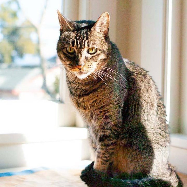 Tabitha, an adopted Domestic Short Hair Mix in Alameda, CA_image-1