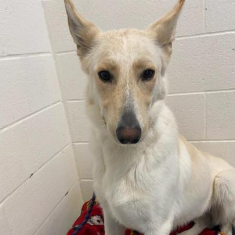 Lady, an adoptable White German Shepherd, Yellow Labrador Retriever in St. Joseph, MI, 49085 | Photo Image 1