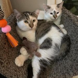 Pepper & Piper (bonded pair) 