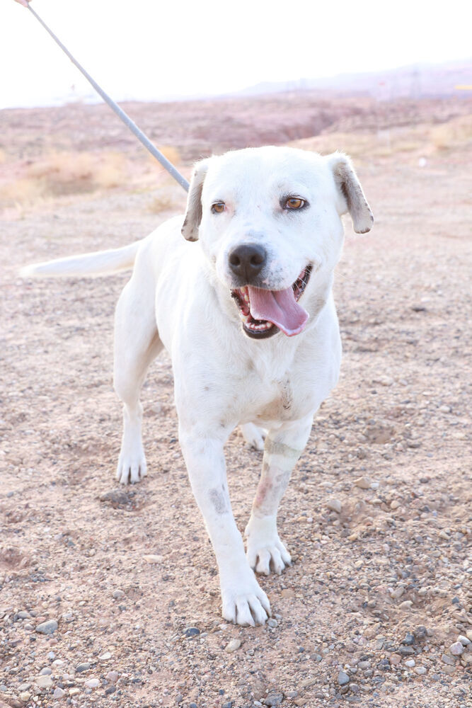 Spencer, an adoptable Pit Bull Terrier in Page, AZ, 86040 | Photo Image 1