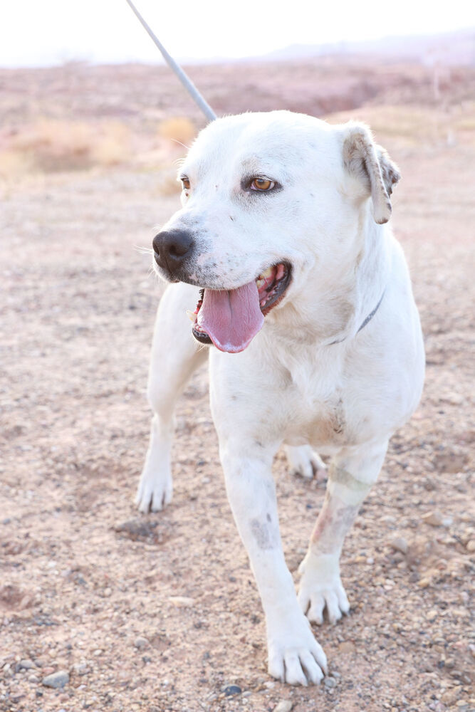 Spencer, an adoptable Pit Bull Terrier in Page, AZ, 86040 | Photo Image 2