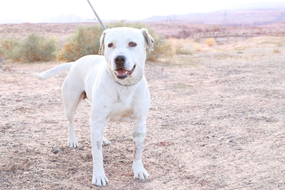 Spencer, an adoptable Pit Bull Terrier in Page, AZ, 86040 | Photo Image 3