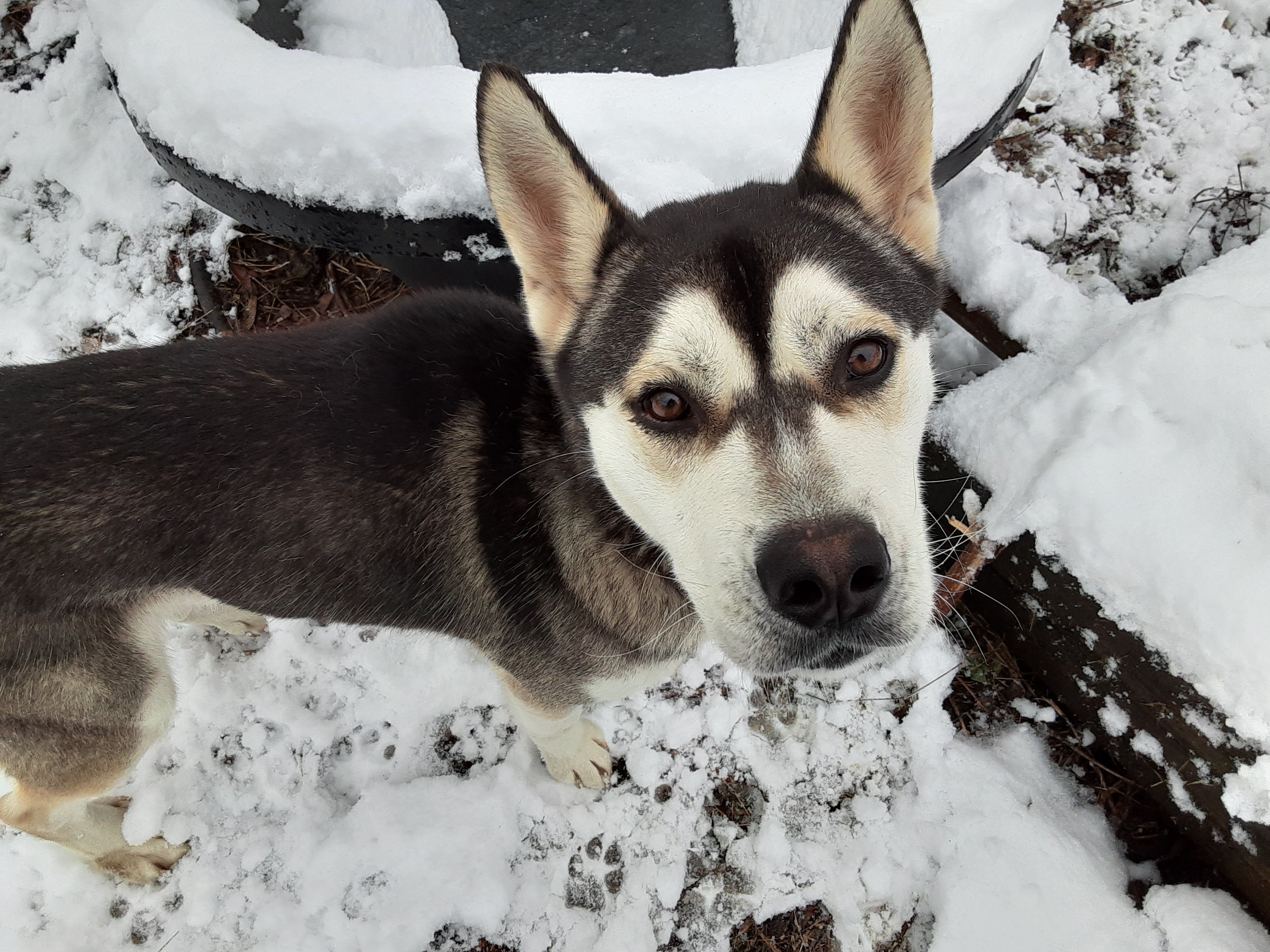 Gambit, an adoptable Husky in Gurley, AL, 35748 | Photo Image 1