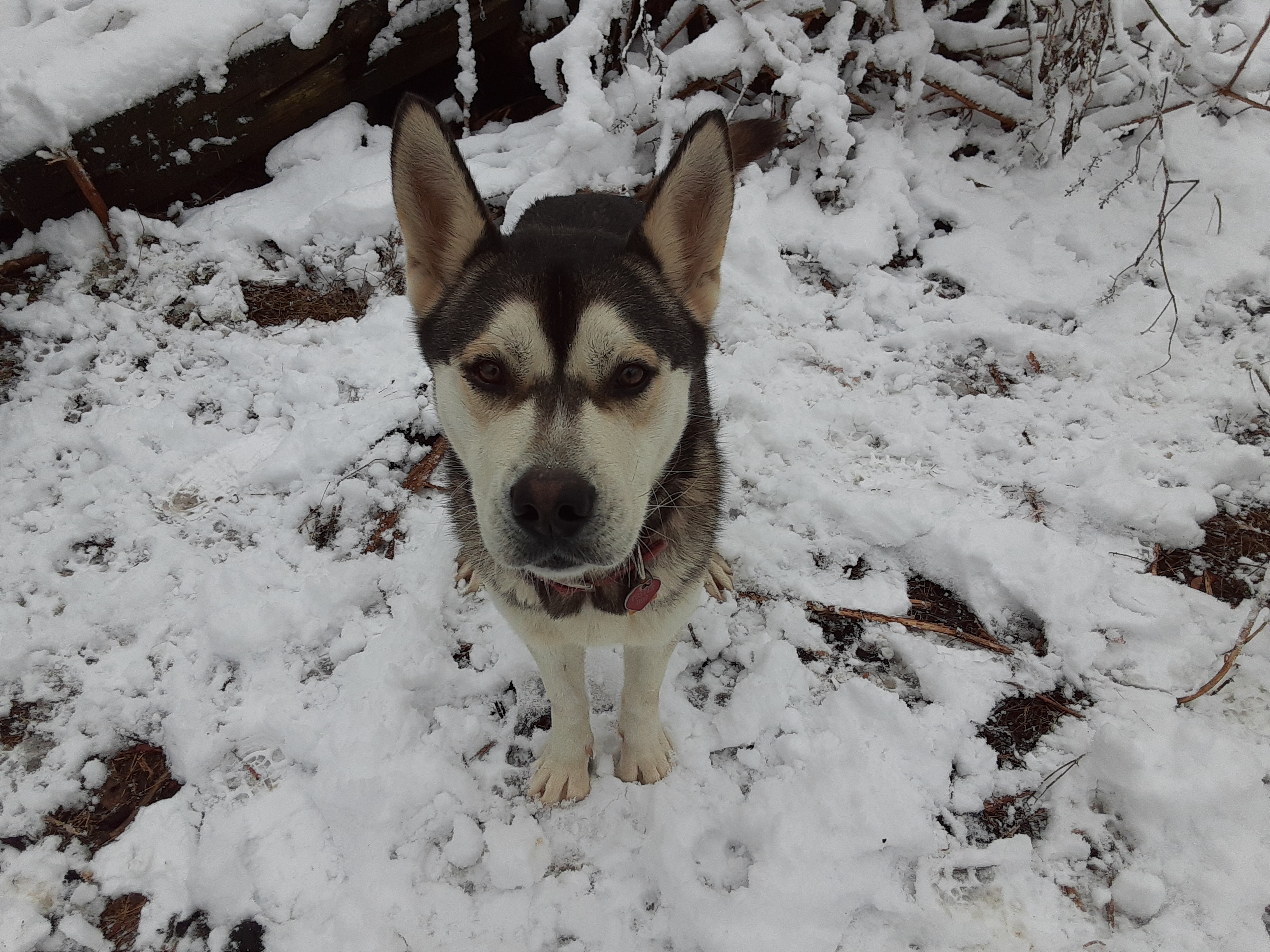 Gambit, an adoptable Husky in Gurley, AL, 35748 | Photo Image 2