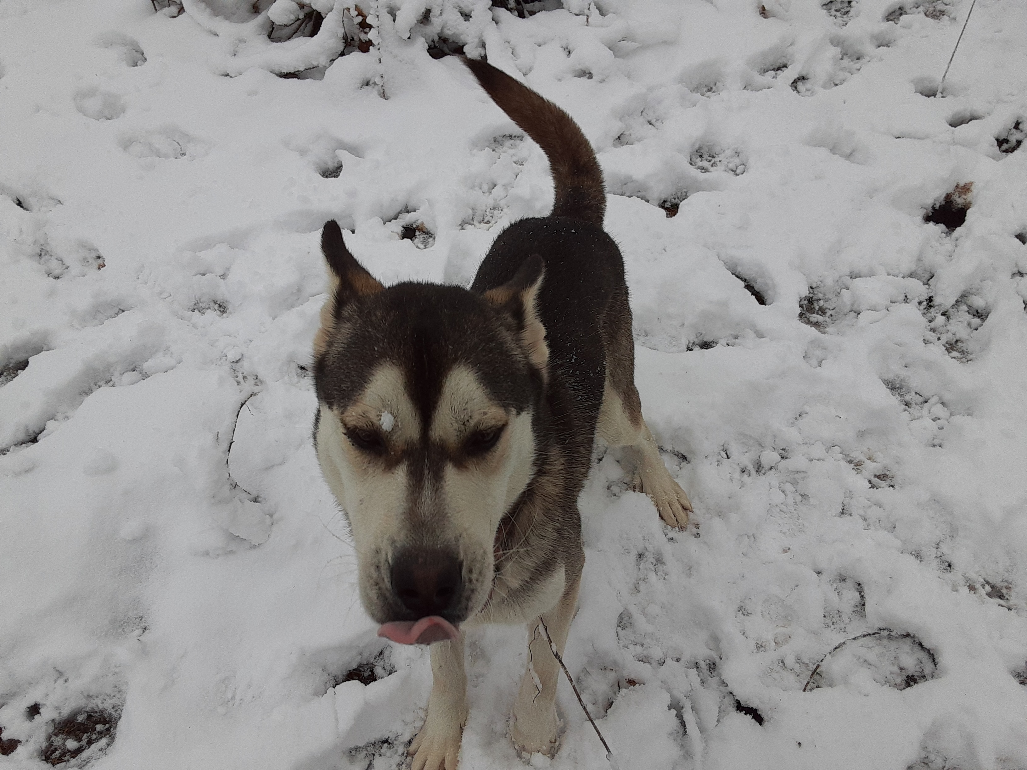 Gambit, an adoptable Husky in Gurley, AL, 35748 | Photo Image 3