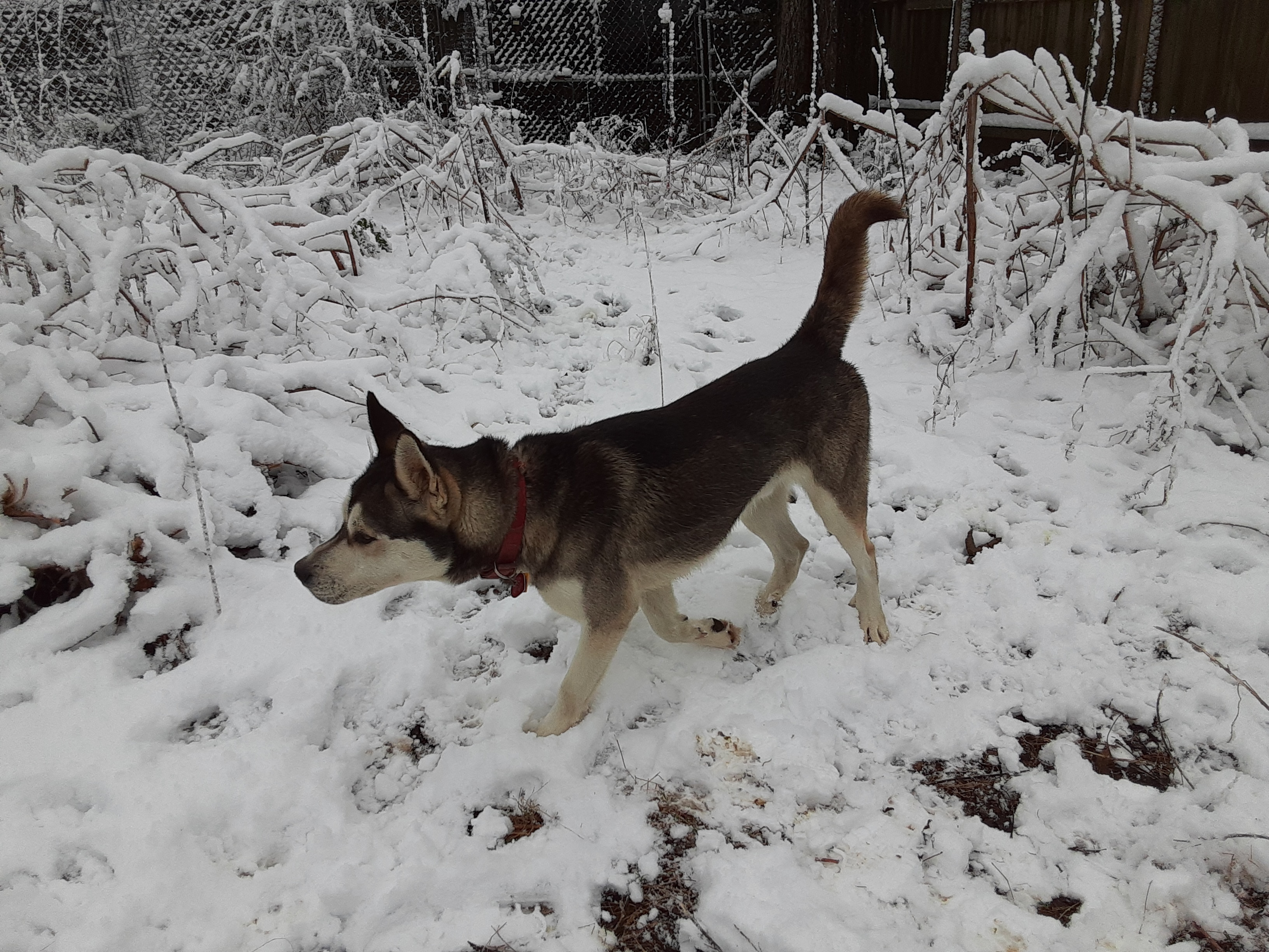 Gambit, an adoptable Husky in Gurley, AL, 35748 | Photo Image 4