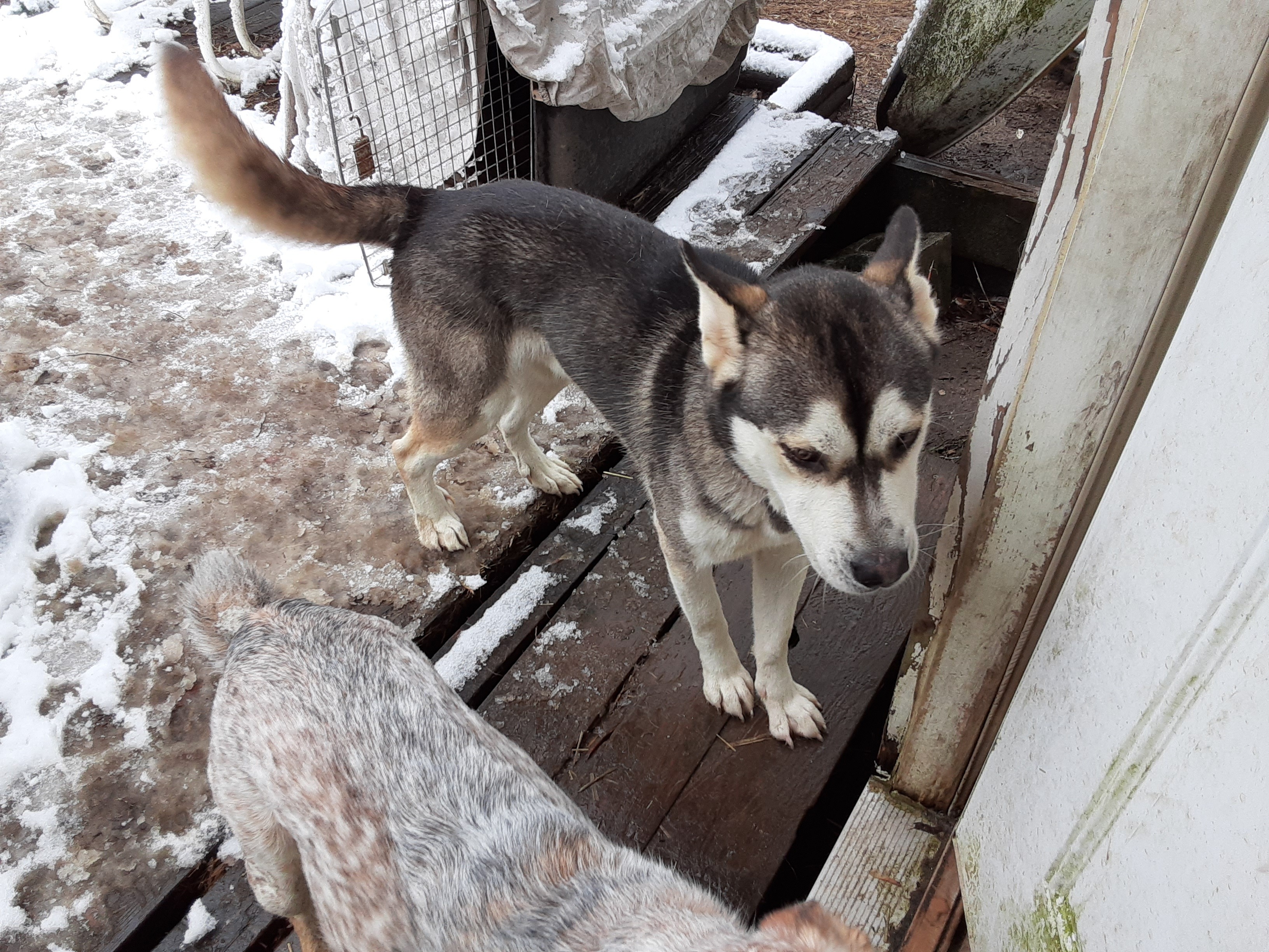 Gambit, an adoptable Husky in Gurley, AL, 35748 | Photo Image 6