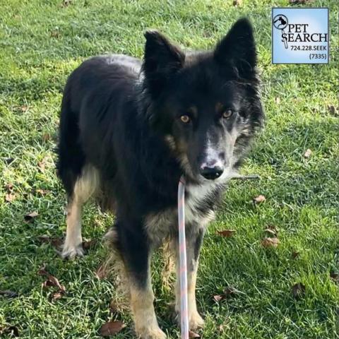 Prince, an adoptable Collie, Shepherd in Washington, PA, 15301 | Photo Image 1