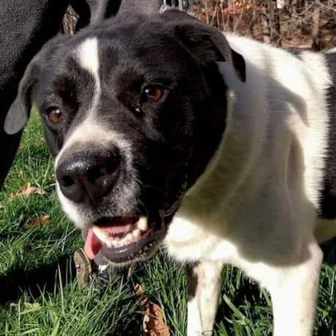 Edward, an adoptable Great Pyrenees, Border Collie in Flintstone, MD, 21530 | Photo Image 1