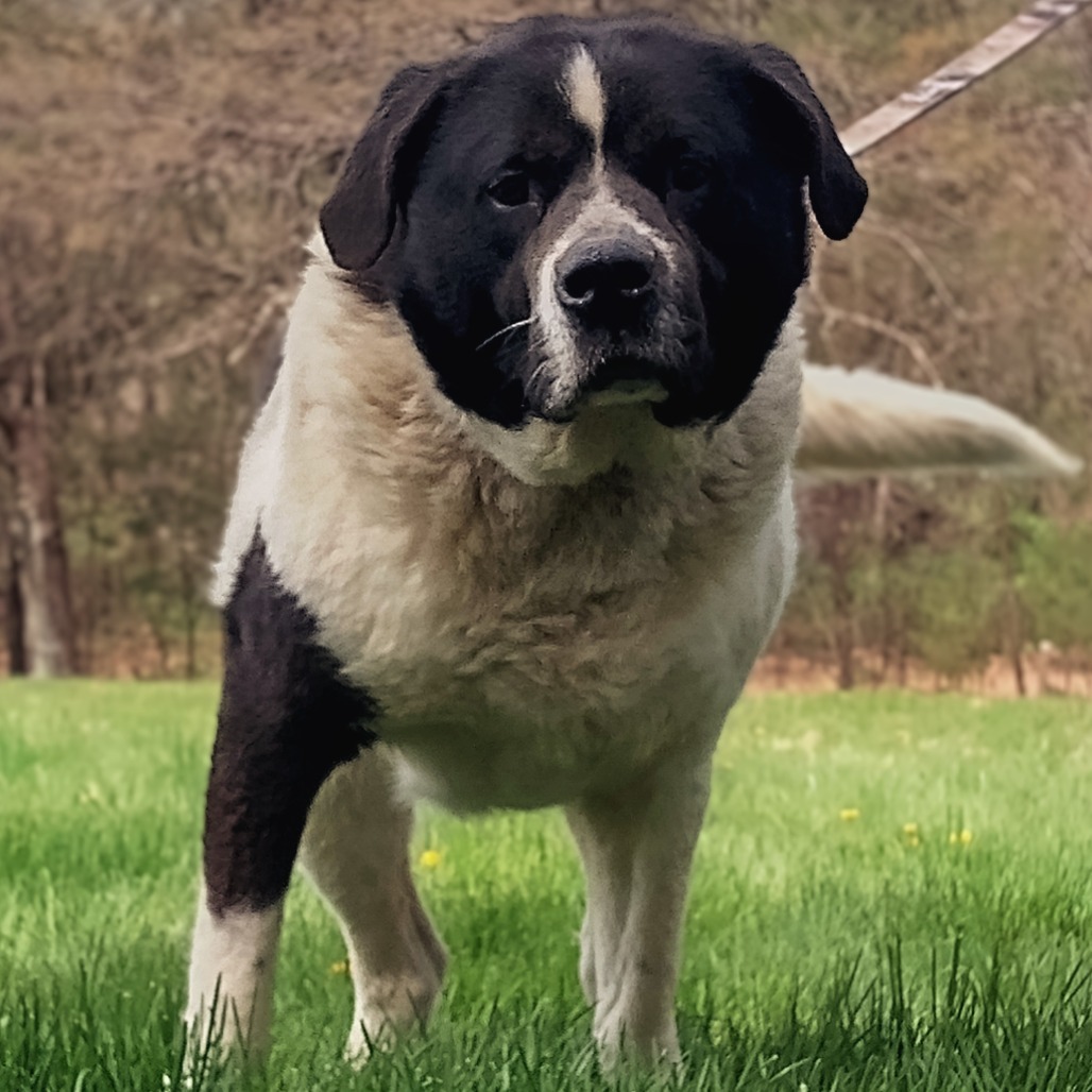 Edward, an adoptable Great Pyrenees, Border Collie in Flintstone, MD, 21530 | Photo Image 1