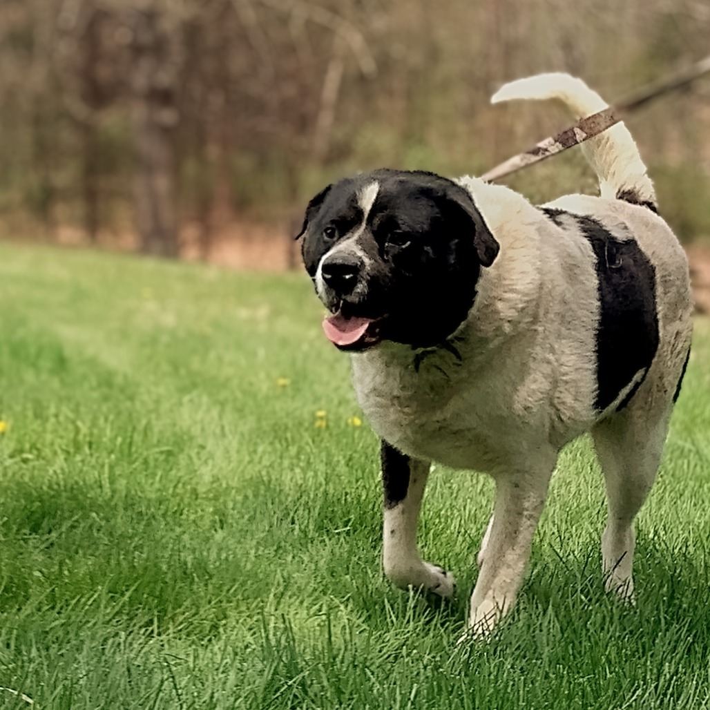 Edward, an adoptable Great Pyrenees, Border Collie in Flintstone, MD, 21530 | Photo Image 1