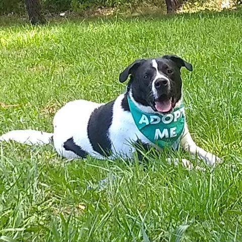 Edward, an adoptable Great Pyrenees, Border Collie in Flintstone, MD, 21530 | Photo Image 2