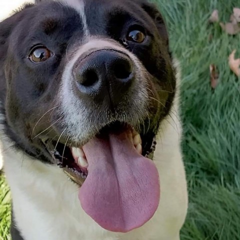 Edward, an adoptable Great Pyrenees, Border Collie in Flintstone, MD, 21530 | Photo Image 2