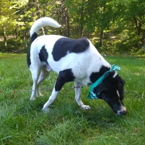 Edward, an adoptable Great Pyrenees, Border Collie in Flintstone, MD, 21530 | Photo Image 2