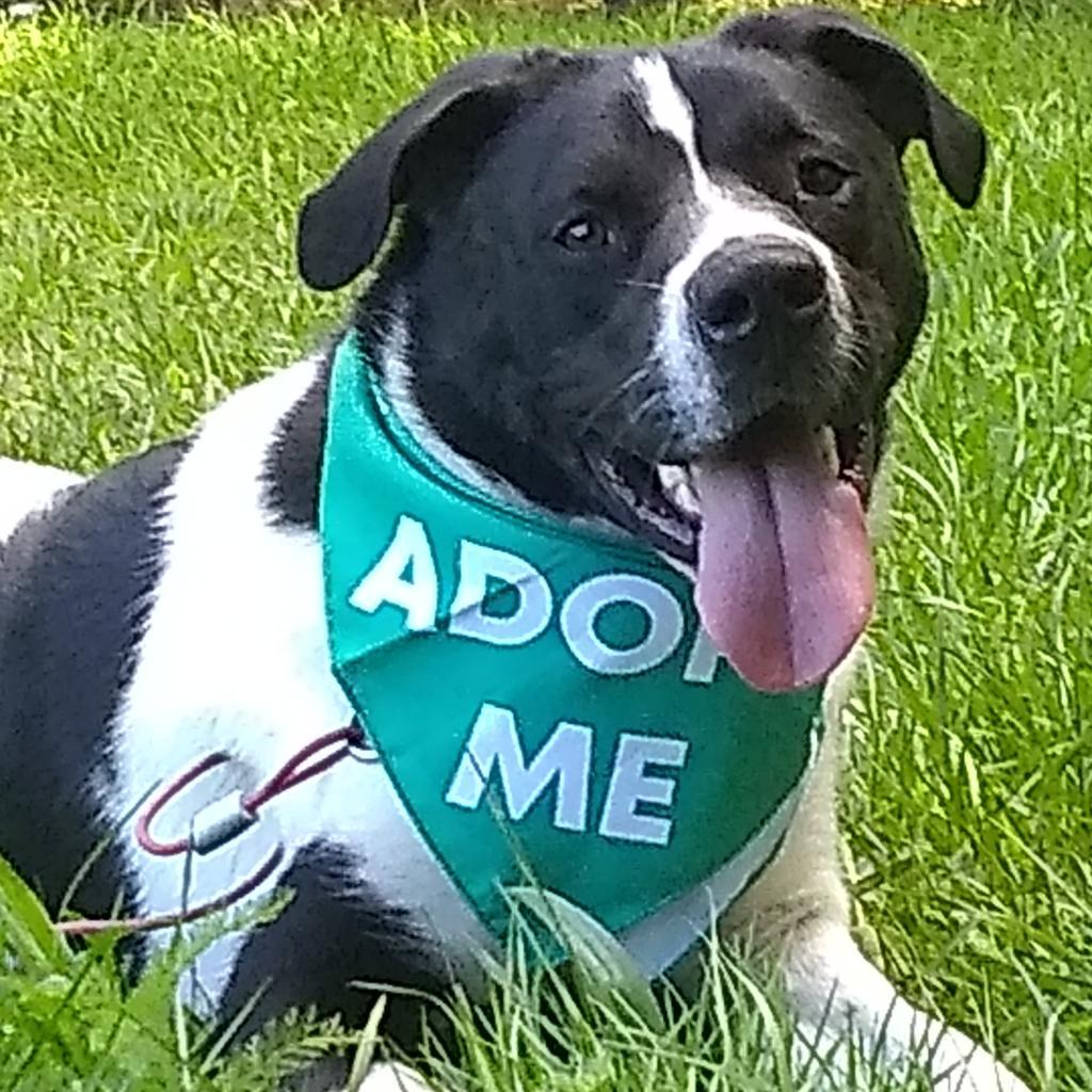 Edward, an adoptable Great Pyrenees, Border Collie in Flintstone, MD, 21530 | Photo Image 2