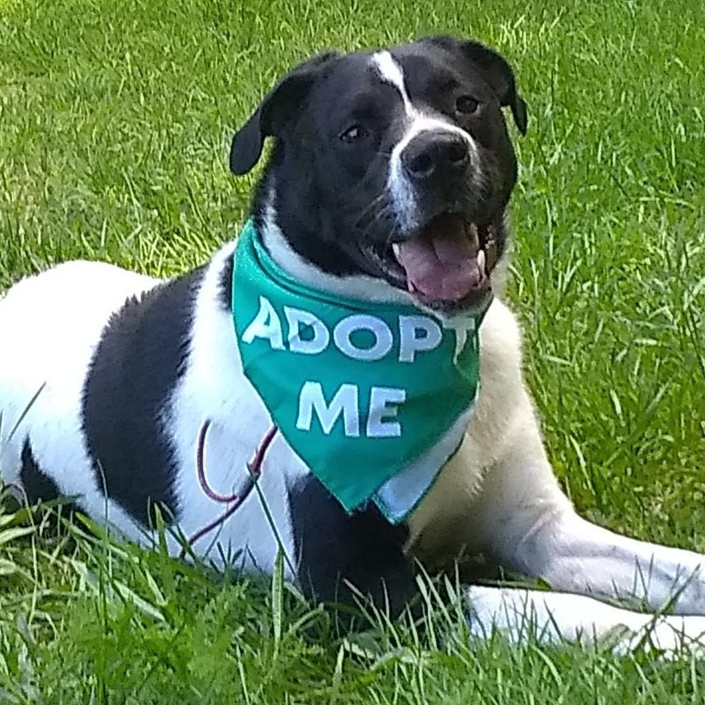 Edward, an adoptable Great Pyrenees, Border Collie in Flintstone, MD, 21530 | Photo Image 3