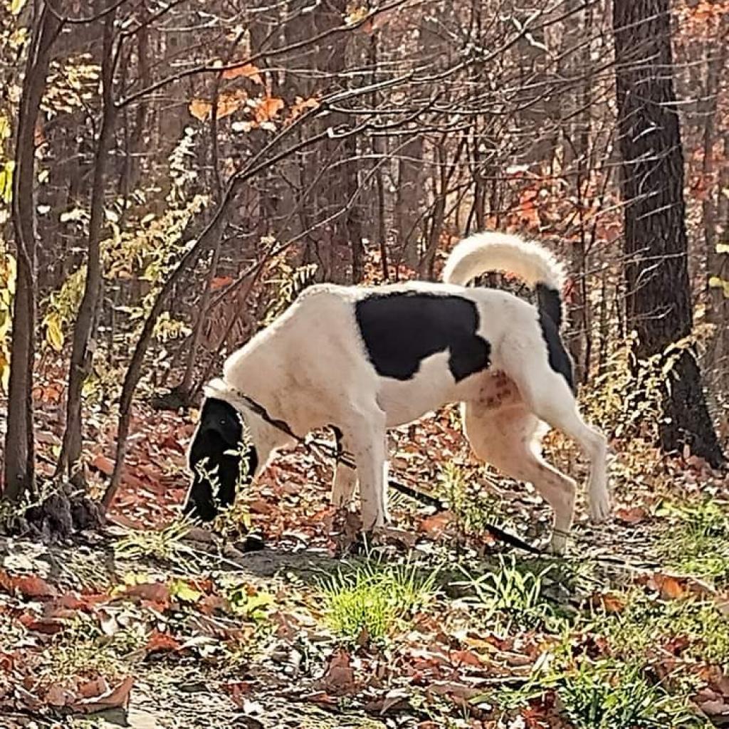 Edward, an adoptable Great Pyrenees, Border Collie in Flintstone, MD, 21530 | Photo Image 3