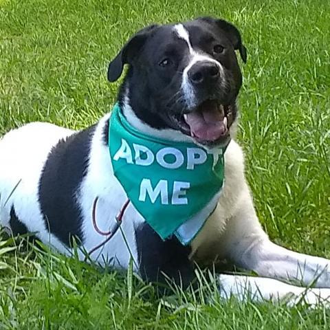 Edward, an adoptable Great Pyrenees, Border Collie in Flintstone, MD, 21530 | Photo Image 4