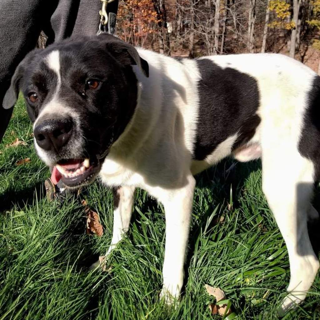 Edward, an adoptable Great Pyrenees, Border Collie in Flintstone, MD, 21530 | Photo Image 4