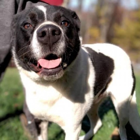 Edward, an adoptable Great Pyrenees, Border Collie in Flintstone, MD, 21530 | Photo Image 5