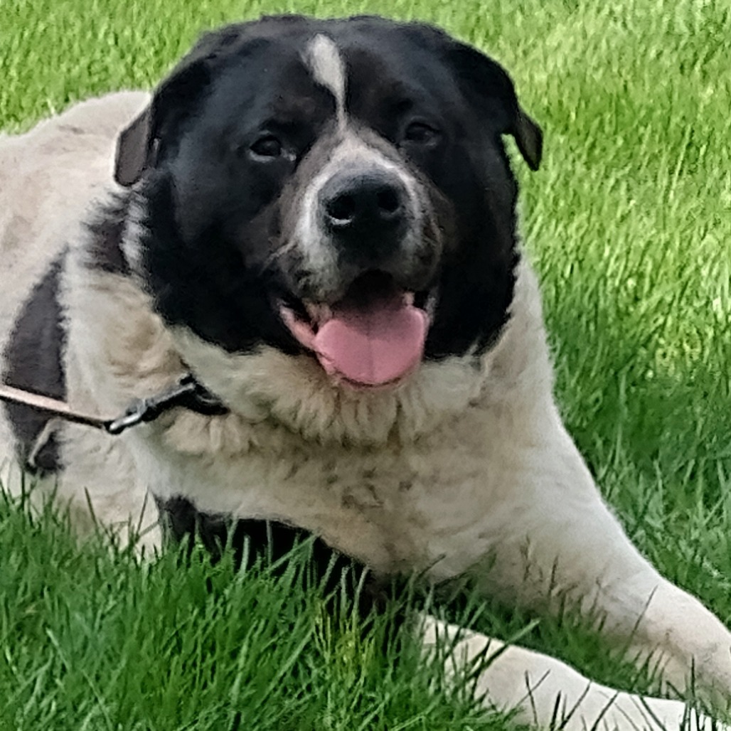 Edward, an adoptable Great Pyrenees, Border Collie in Flintstone, MD, 21530 | Photo Image 5