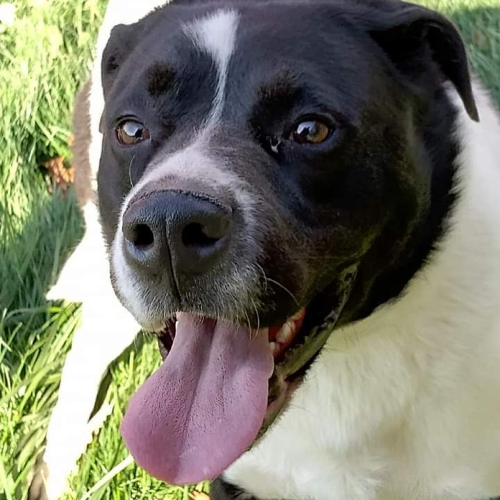 Edward, an adoptable Great Pyrenees, Border Collie in Flintstone, MD, 21530 | Photo Image 5