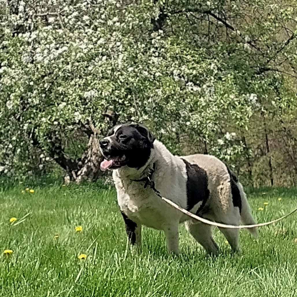 Edward, an adoptable Great Pyrenees, Border Collie in Flintstone, MD, 21530 | Photo Image 6