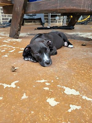 Ziggy, an adoptable Labrador Retriever, Border Collie in Olympia, WA, 98501 | Photo Image 3