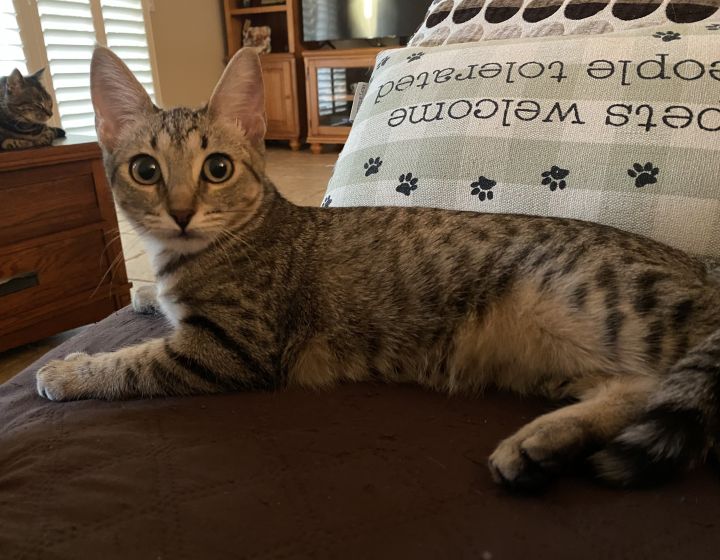 Helena , an adoptable Egyptian Mau & Domestic Short Hair Mix in Mission Viejo, CA_image-1