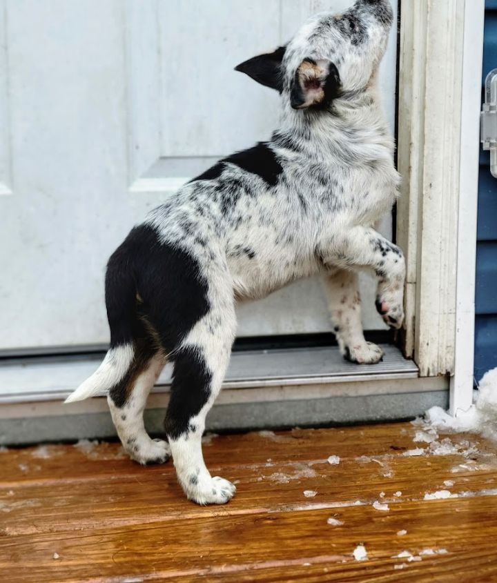 Angus (ADOPTED!), an adopted Cattle Dog & Border Collie Mix in Chicago, IL_image-4