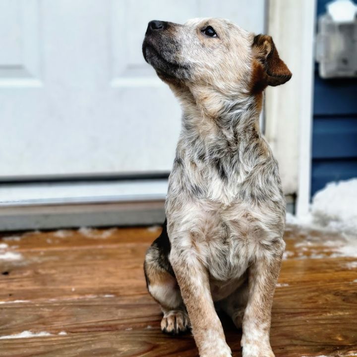 Jersey(ADOPTED!), an adopted Cattle Dog & Australian Cattle Dog / Blue Heeler Mix in Chicago, IL_image-4
