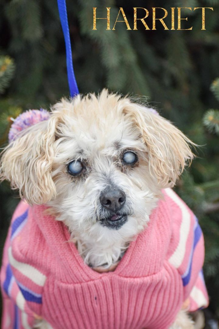 Harriet, an adoptable Miniature Poodle Mix in Union Gap, WA_image-2
