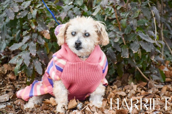 Harriet, an adoptable Miniature Poodle Mix in Union Gap, WA_image-3
