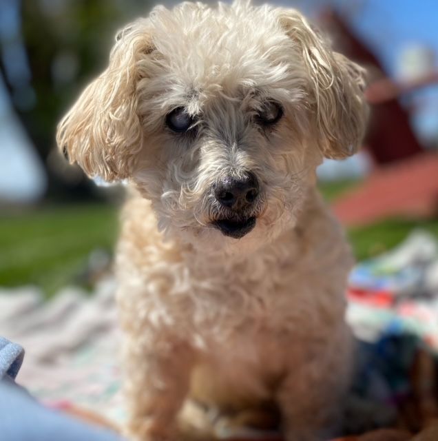 Harriet, an adoptable Miniature Poodle Mix in Union Gap, WA_image-5
